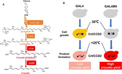 Construction of a Stable and Temperature-Responsive Yeast Cell Factory for Crocetin Biosynthesis Using CRISPR-Cas9